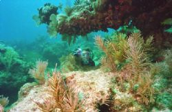 My wife & Model,@ local reef in Key Largo, Shot with Niko... by Michael Sacito 